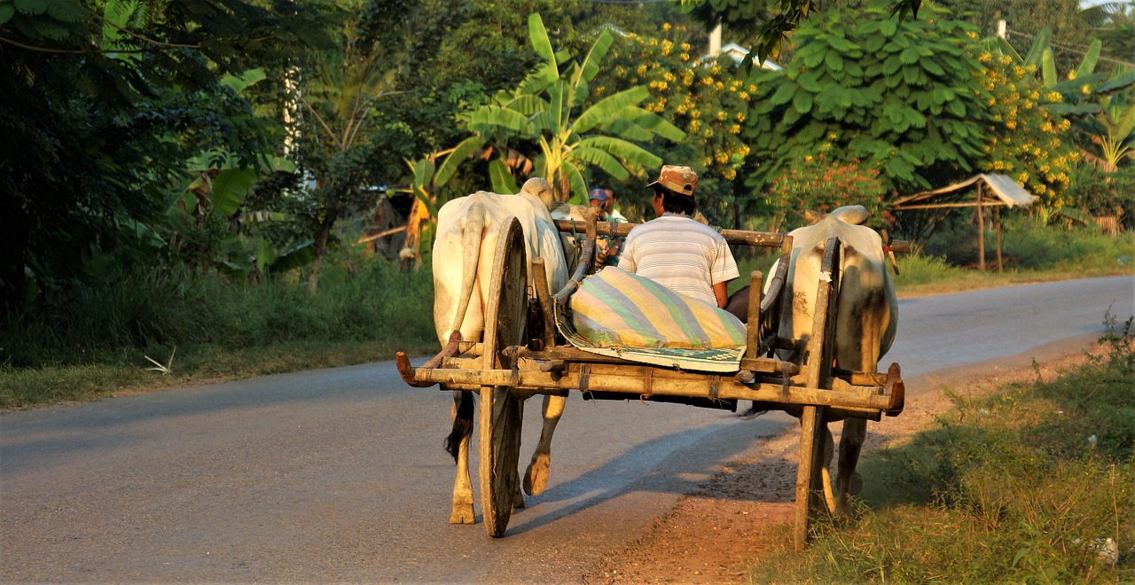 evening, going, home, workman, ox, cart, simple, life, trailer, battambang, cambodia, battambang, battambang, battambang, battambang, battambang, cambodia